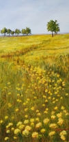 Alma yellow flower field
